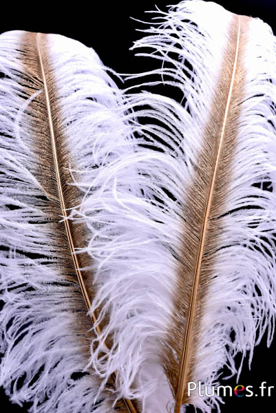 Struis met gouden schacht – 50-60 cm – wit